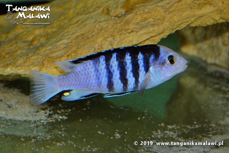 Labidochromis chisumulae 'Chizumulu Island'